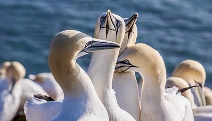 sofascore中文版下载-放低姿态拼东道主 铿锵玫瑰冲击决赛席位